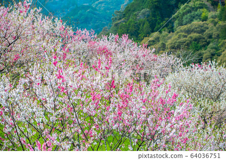 Flower peach of Hijiribashi Flower peach of Hijiribashi 64036751