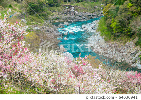 Flowers and Niyodo River Flowers and Niyodo River 64036941