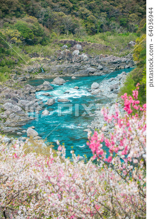 Flowers and Niyodo River Flowers and Niyodo River 64036944