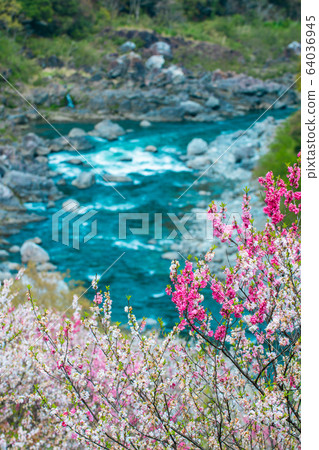 Flowers and Niyodo River Flowers and Niyodo River 64036945
