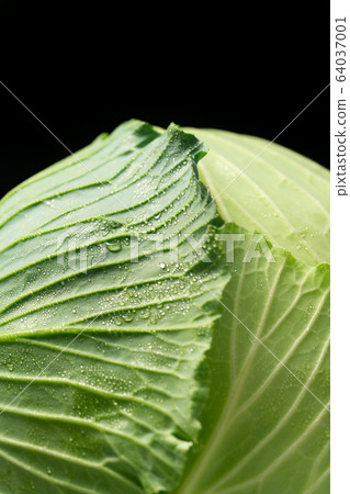 Cabbage Cabbage 64037001