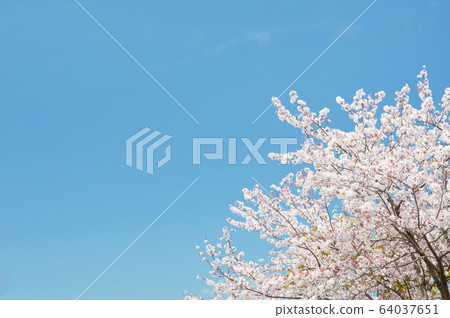 櫻花副本空間 64037651