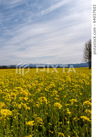 Rape blossoms in Fukushima-dora 64037683