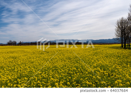 Rape blossoms in Fukushima-dora 64037684