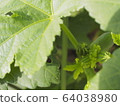 夏季蔬菜秋葵 64038980