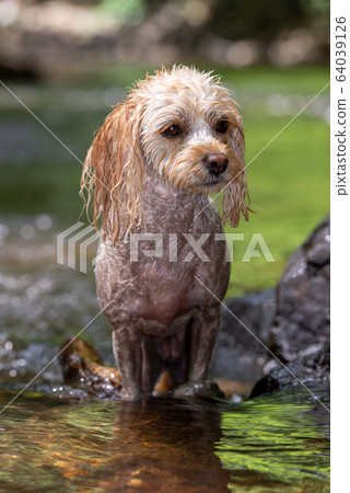 Adventure of small dogs Adventure of small dogs 64039126
