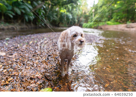 小狗冒險 64039250