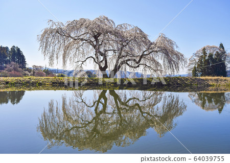 Garden Hanazono Sakura 64039755