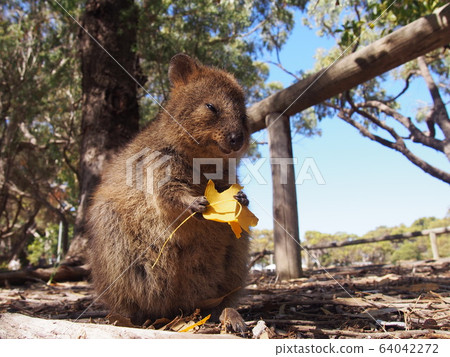 Kuokka Kuokka 64042272