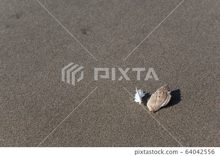 Seashell of sandy beach 64042556