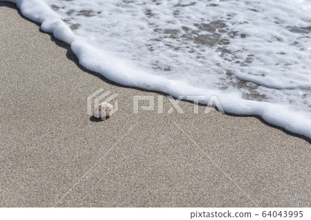 在海灘的貝殼 在海灘的貝殼 64043995