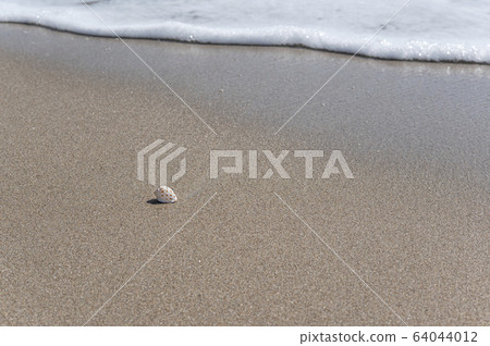 Seashell at the beach Seashell at the beach 64044012