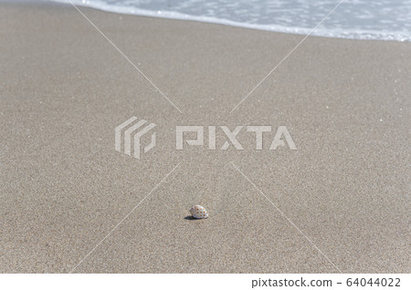 在海灘的貝殼 在海灘的貝殼 64044022