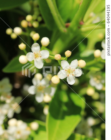 Soyogo花（雄花） 64044195