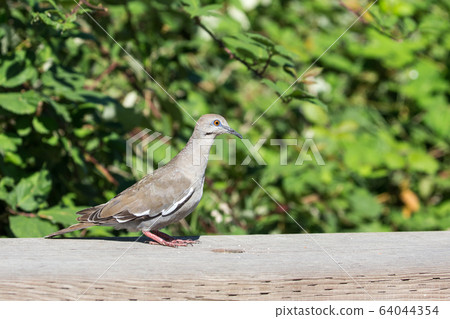 white winged Dove 64044354