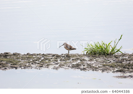 Long billed dowitcher 64044386