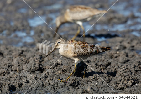 Long billed dowitcher Long billed dowitcher 64044521
