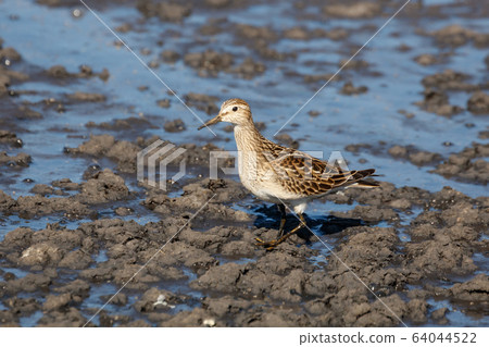 pectoral sandpiper 64044522