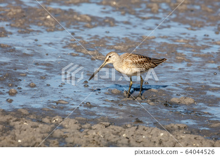 Long billed dowitcher 64044526