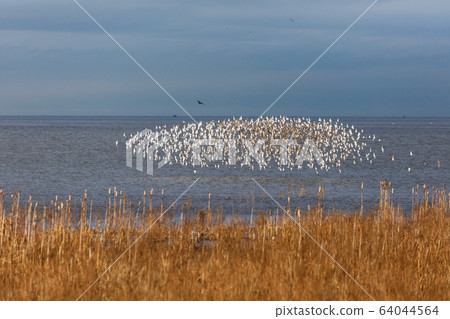 Flock of Dunlin Flock of Dunlin 64044564