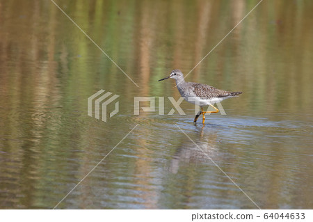 Greater yellowlegs bird Greater yellowlegs bird 64044633