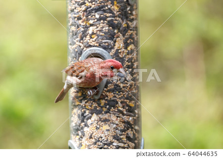 Male Purple finch Male Purple finch 64044635