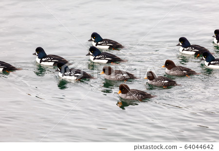Barrow's Goldeneye Barrow's Goldeneye 64044642
