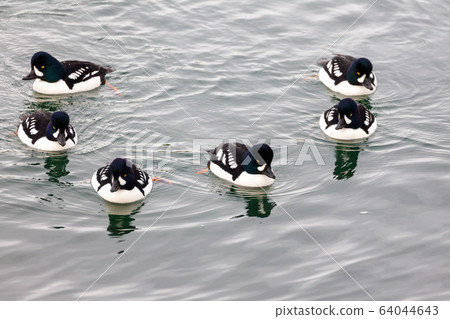 Barrow's Goldeneye Barrow's Goldeneye 64044643