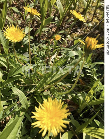 Many dandelions bloom in the garden in early spring Many dandelions bloom in the garden in early spring 64044799