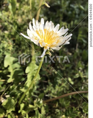 One white dandelion blooming in the garden in early spring 64044800