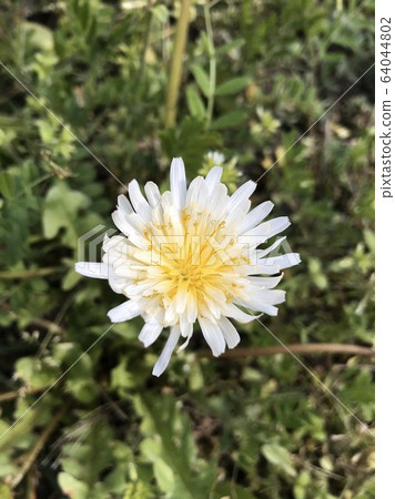 One white dandelion blooming in the garden in early spring 64044802
