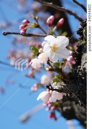 Spring, Yoshino cherry tree when it begins to bloom ... 1 Spring, Yoshino cherry tree when it begins to bloom ... 1 64044805