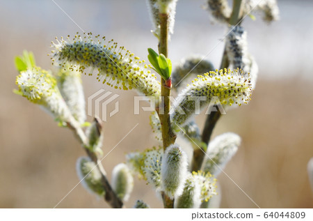 Spring, lovely willow of cat willow ... 2 Spring, lovely willow of cat willow ... 2 64044809