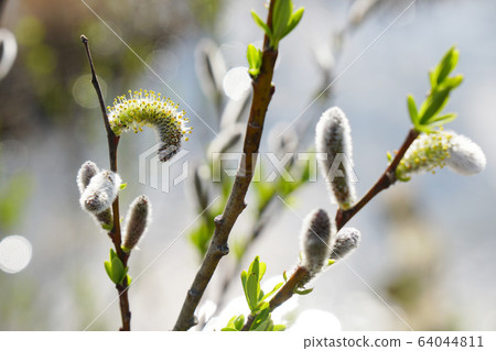 Spring, lovely willow of cat willow ... 4 Spring, lovely willow of cat willow ... 4 64044811