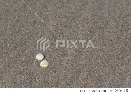 在沙灘上的白色小貝殼 在沙灘上的白色小貝殼 64045018