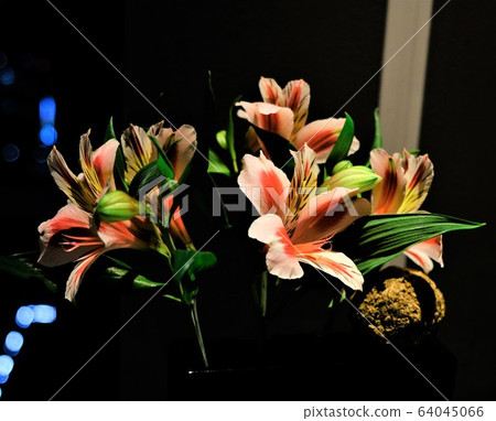 Alstroemeria at night Alstroemeria at night 64045066