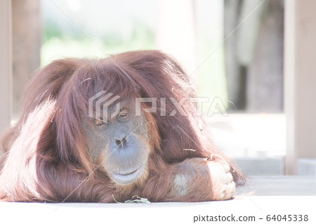 猩猩在陽光下曬太陽 64045338