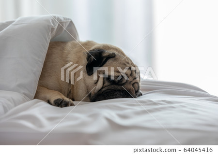 Cute pug dog breed lying on white bed and sleep with blanket in bedroom Cute pug dog breed lying on white bed and sleep with blanket in bedroom 64045416