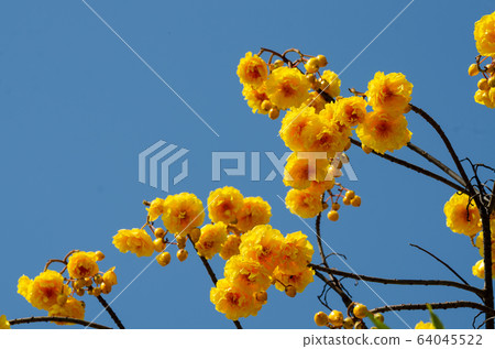 booming of Cochlospermum regium with blue sky 64045522