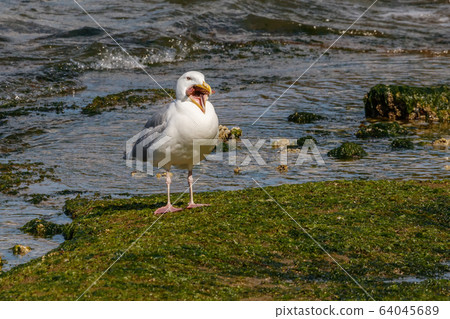 A seagull attempts to swallow a starfish 64045689