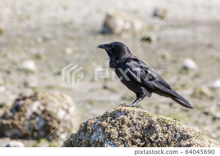 Black Northwestern crow 64045690