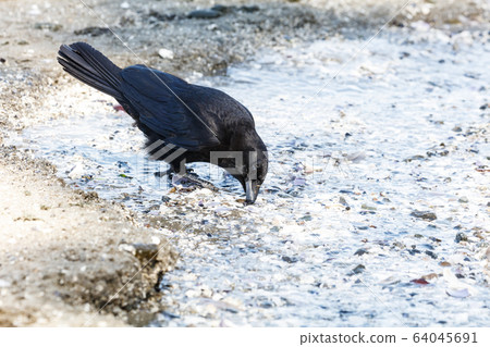 Black Northwestern crow Black Northwestern crow 64045691