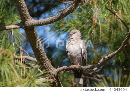 white winged Dove white winged Dove 64045694