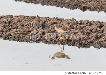 Greater yellowlegs bird Greater yellowlegs bird 64045753