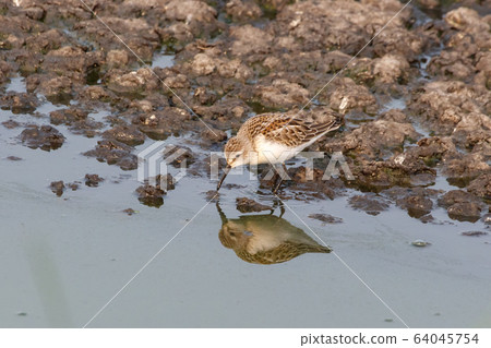 western sandpiper bird 64045754