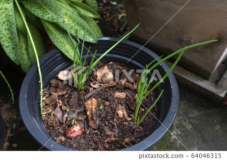 Sprout onion or shallots growing in the  pot 64046315