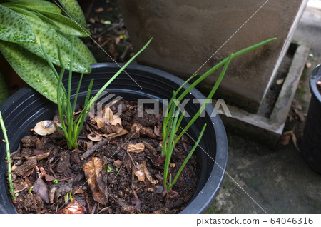 Sprout onion or shallots growing in the pot Sprout onion or shallots growing in the pot 64046316