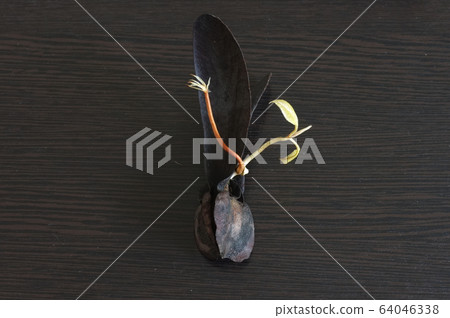 Young Dipterocarpus sprout seed growing Young Dipterocarpus sprout seed growing 64046338