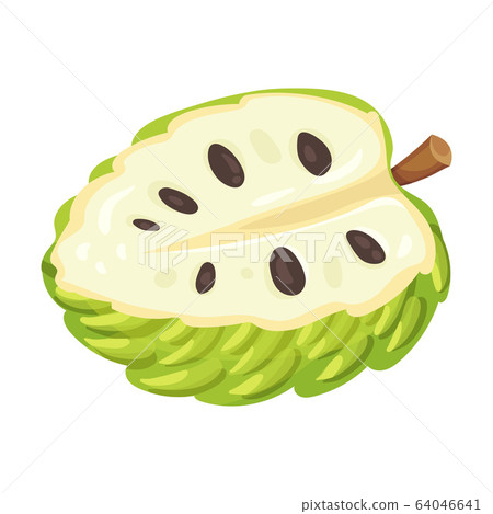 Halved Soursop Fruit Or Guanabana With Dark Stock Illustration