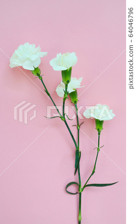 Carnation flower Carnation flower 64046796